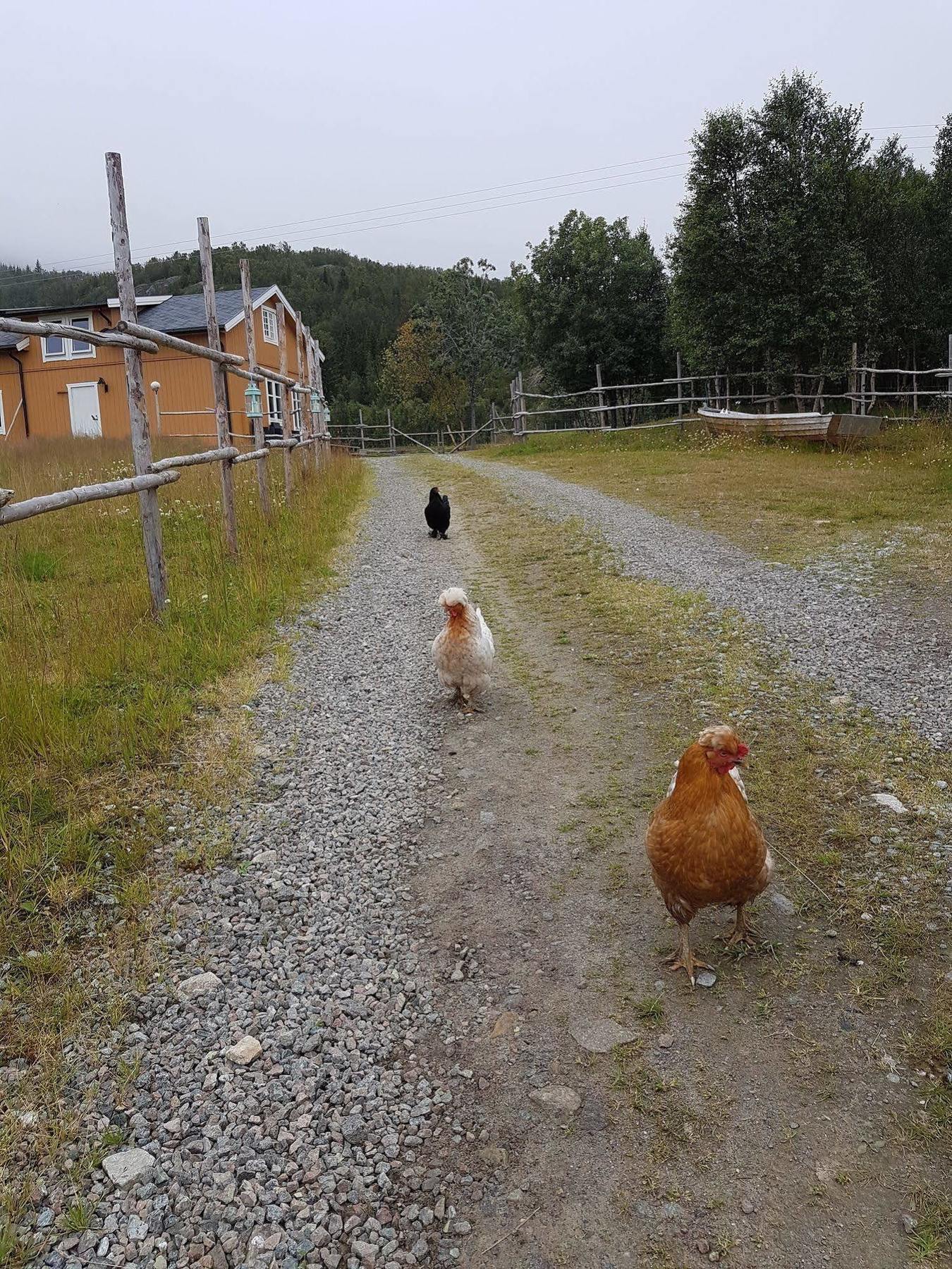Yggdrasil Farmhotel Retreat, & Yoga 3* Straumsbukta