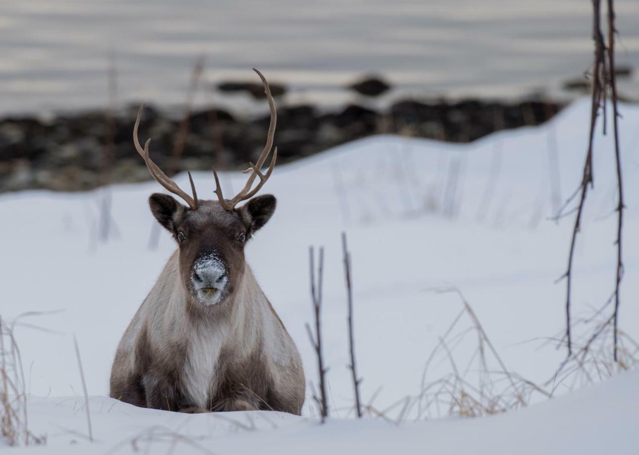 Hotell Yggdrasil Farmhotel Retreat, & Yoga Straumsbukta